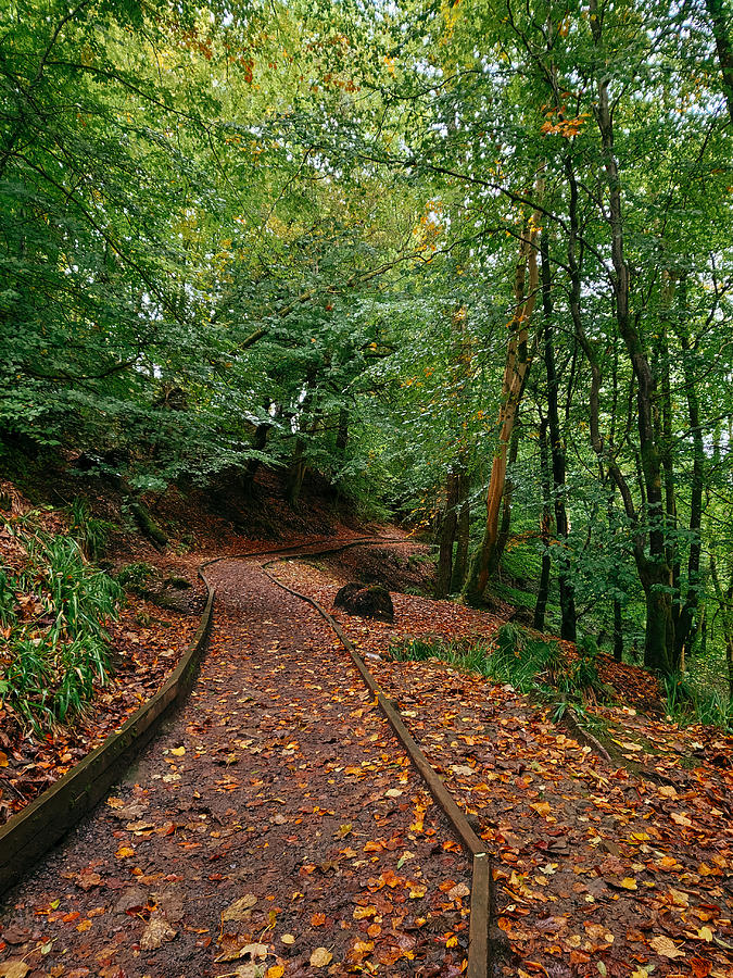 Pathway Photograph - Calderglen Autumn 2021 - 07 by David Gallie