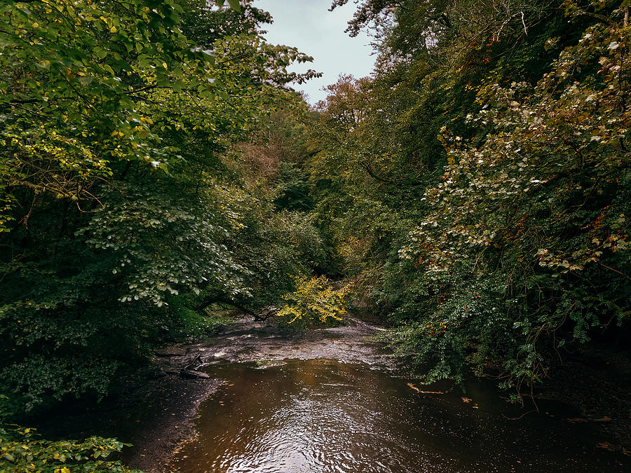 Pathway Photograph - Calderglen Autumn 2021 - 08 by David Gallie