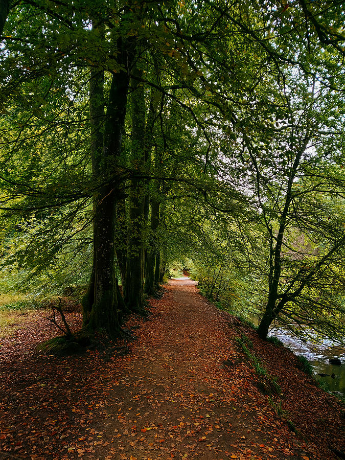 Pathway Photograph - Calderglen Autumn 2021 - 12 by David Gallie