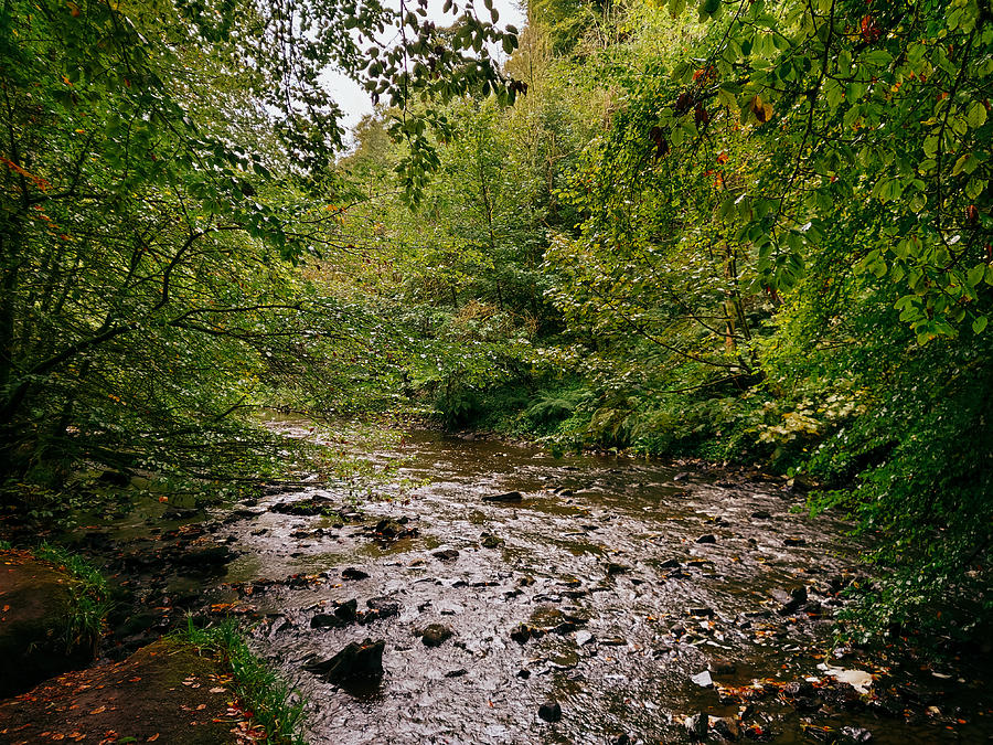 Pathway Photograph - Calderglen Autumn 2021 - 13 by David Gallie