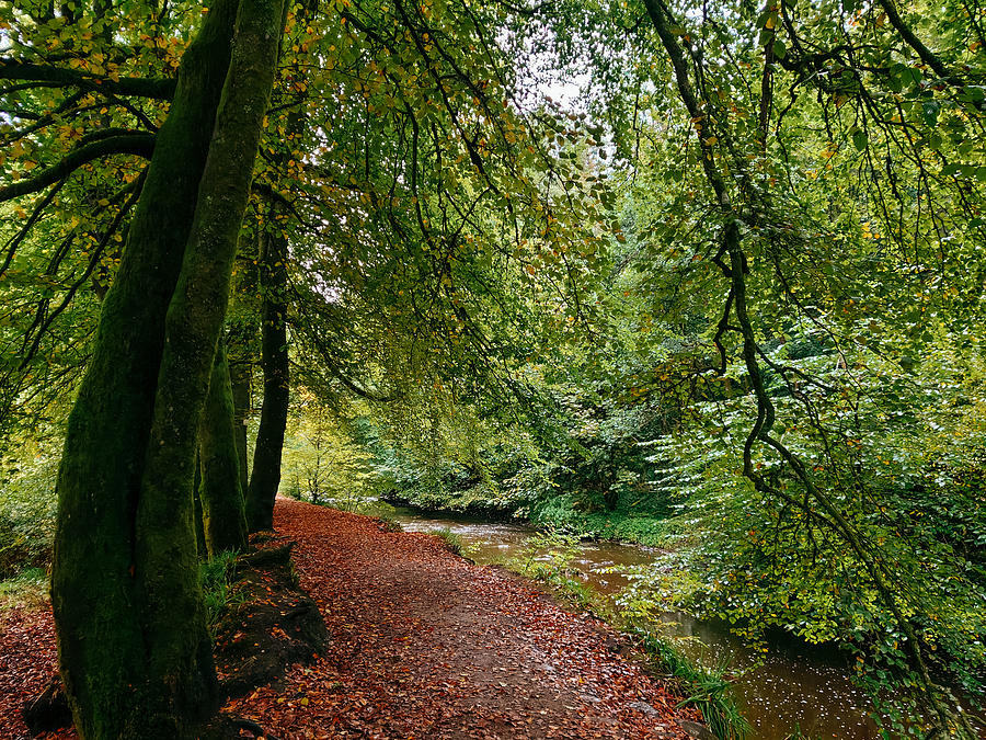 Pathway Photograph - Calderglen Autumn 2021 - 14 by David Gallie