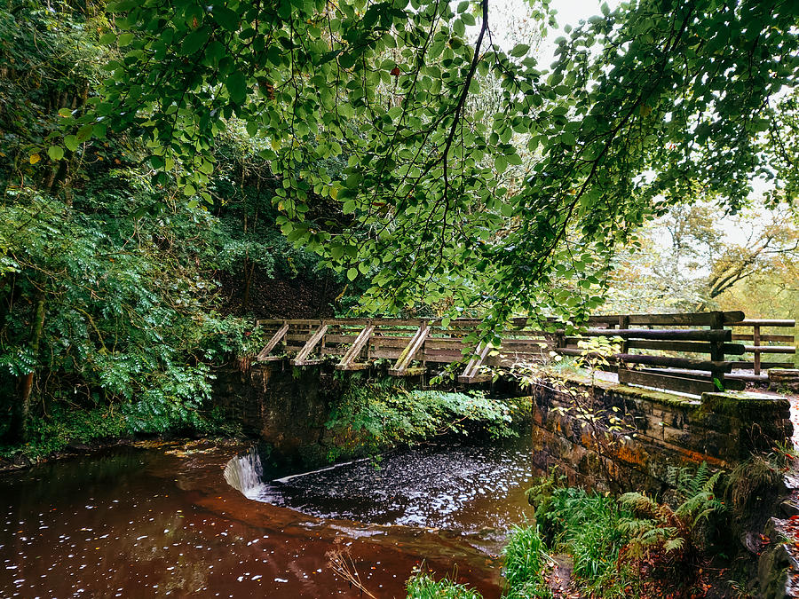 Pathway Photograph - Calderglen Autumn 2021 - 15 by David Gallie
