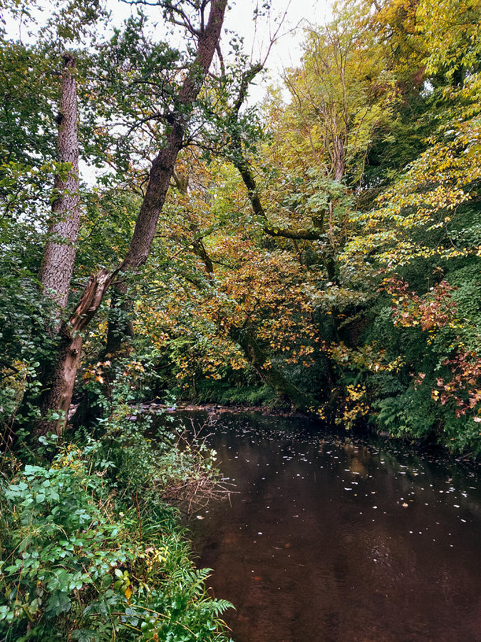 Pathway Photograph - Calderglen Autumn 2021 - 19 by David Gallie