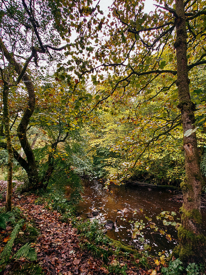 Pathway Photograph - Calderglen Autumn 2021 - 20 by David Gallie