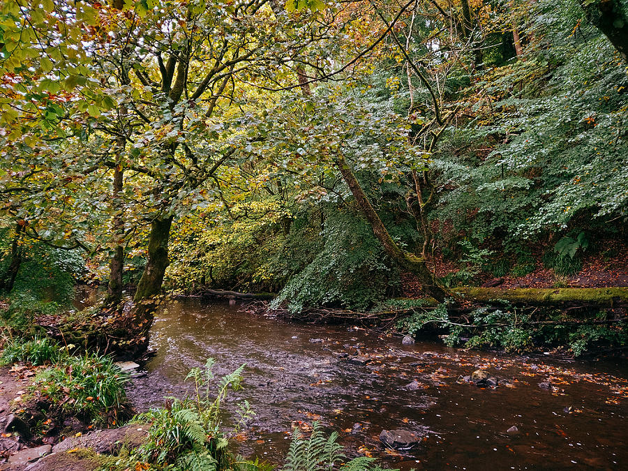 Pathway Photograph - Calderglen Autumn 2021 - 21 by David Gallie