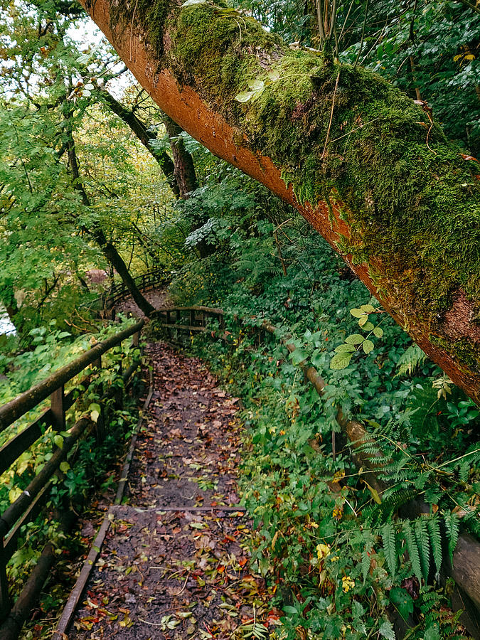 Pathway Photograph - Calderglen Autumn 2021 - 22 by David Gallie