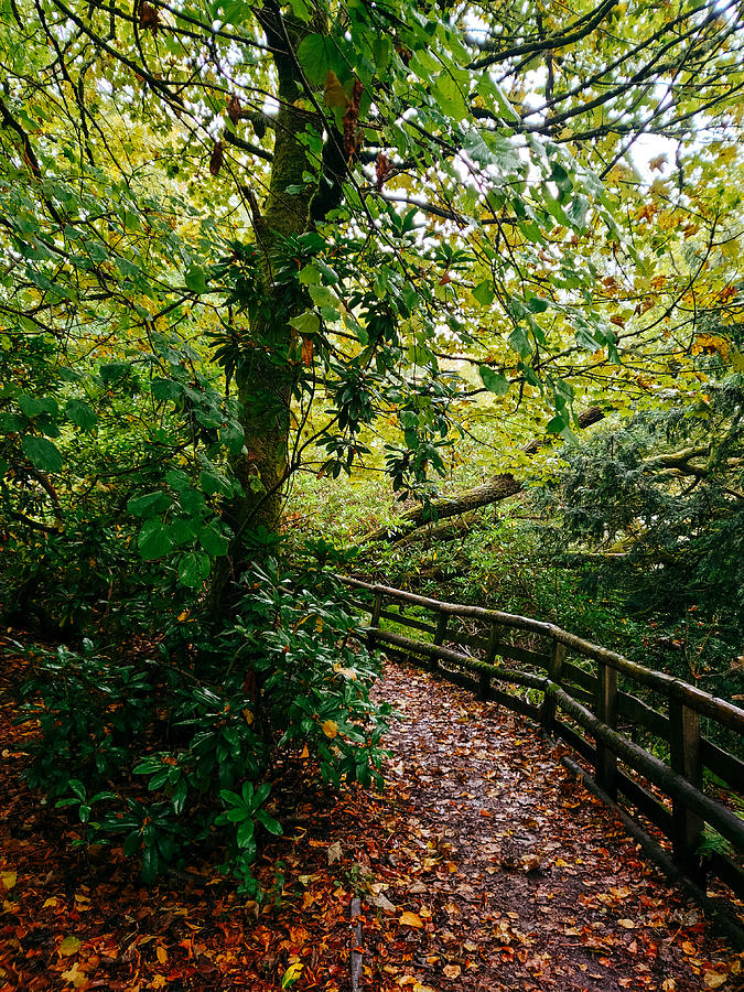 Pathway Photograph - Calderglen Autumn 2021 - 24 by David Gallie