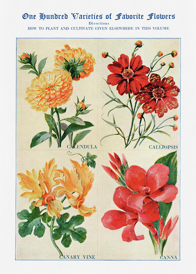 Flowers Still Life Digital Art - Calendula, Calliopsis, Canary Vine, - Vintage Flower Illustration - The Open Door to Independence by Studio Grafiikka