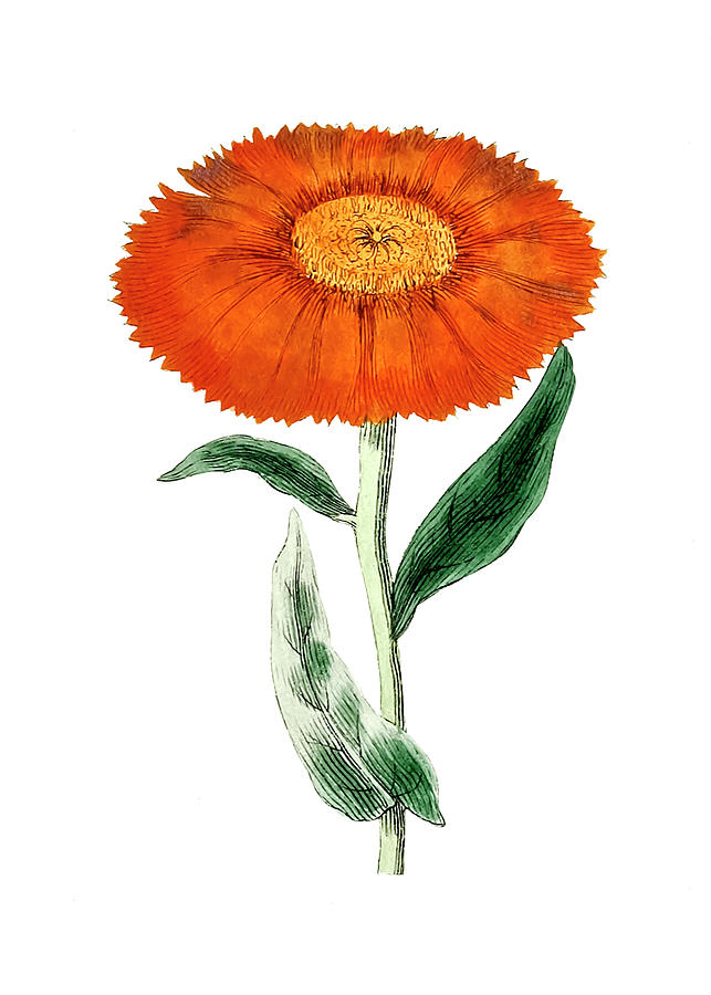Calendula Flower Drawing