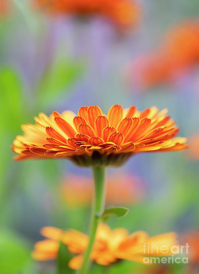 Calendula Officinalis Indian Prince Flower Photograph by Tim Gainey