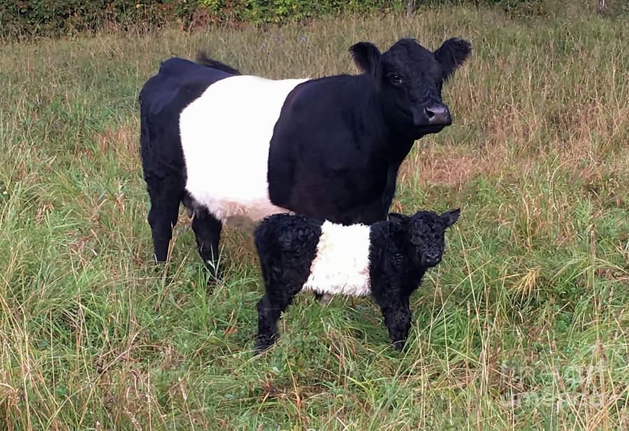 Calf and Cow Belted Galloway Photograph by D Hackett