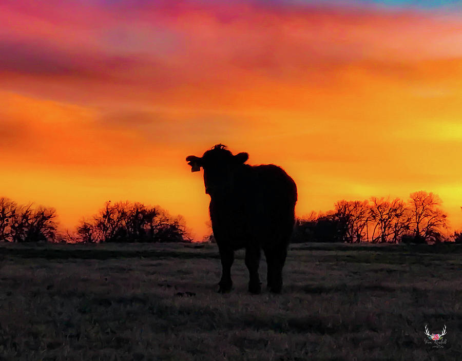 Calf at Sunset Photograph by Pam Rendall