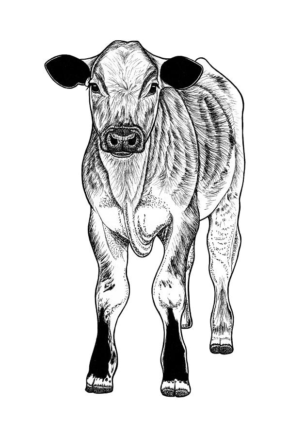 Calf baby cow Drawing by Loren Dowding Pixels