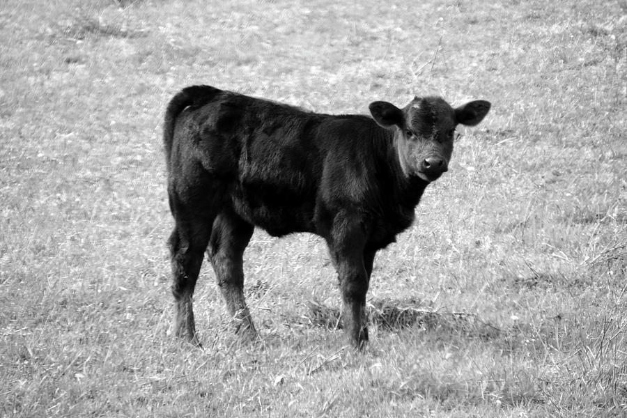 Calf in Black and White Photograph by Angela Murdock