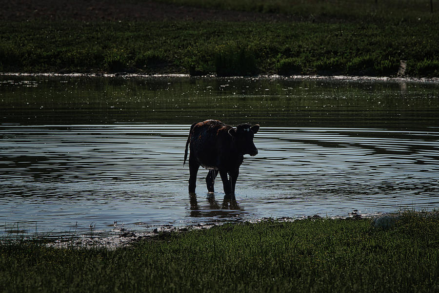 Calf In Pond Photograph