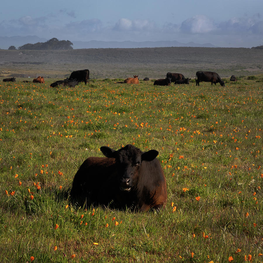 Calf on Poppies Photograph by Lars Mikkelsen