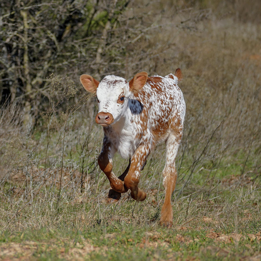 Calf on the run - Rosebud Photograph by Cathy Valle