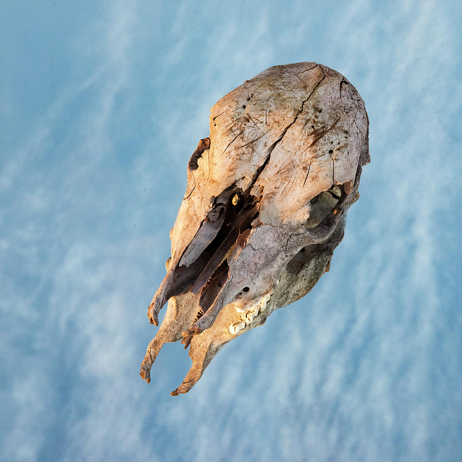 Calf skull 01 Photograph by Rob Graham