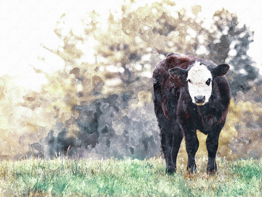 Calf Watercolor Photo Photograph by Debbie Karnes