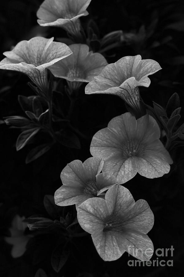 Calibrachoa in black and white Photograph by Jimmy Chuck Smith