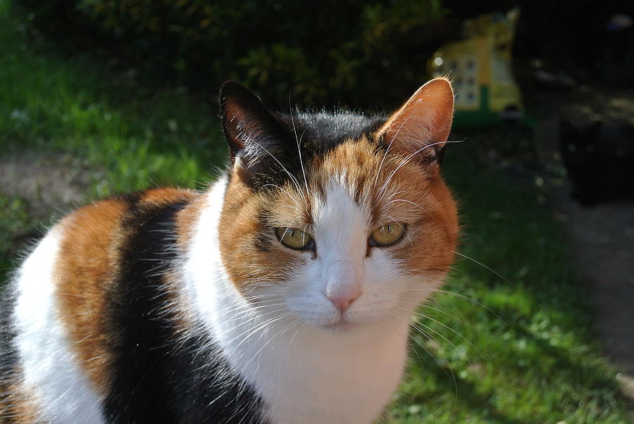 Calico Cat Photograph by Lynne Iddon