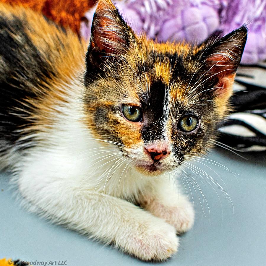 Calico Cat Photograph by Rcbroadway Art LLC - Fine Art America