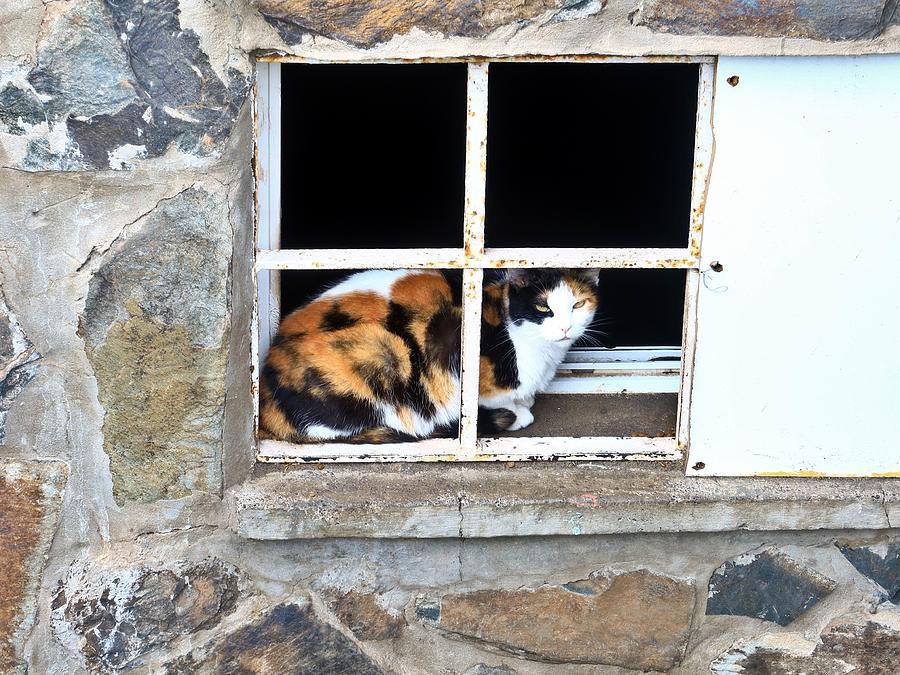 Calico Cat Sitting behind Window of Old Building Photograph by Kathrin Poersch