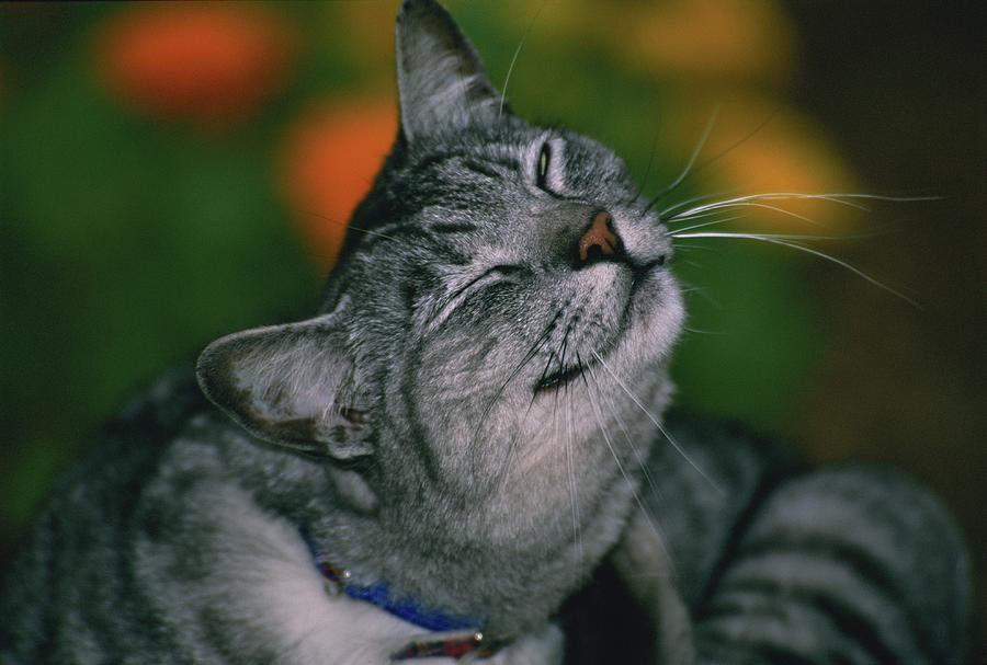 Calico Cat Wink Photograph by Bonnie Colgan