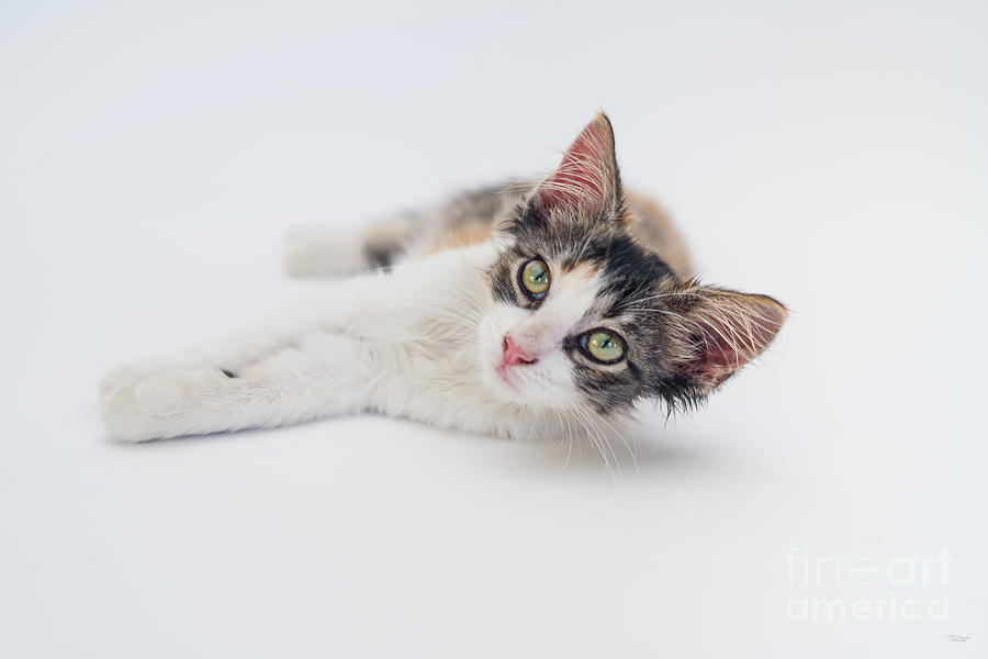 Calico Kitten Looking Up Photograph by Jennifer White