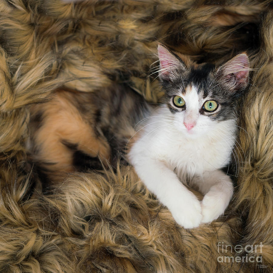 Cat Photograph - Calico Kitty Prayer by Jennifer White