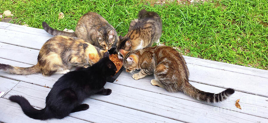 Calico n Black Cat Family Outdoors Photograph by GJ Glorijean - Fine ...