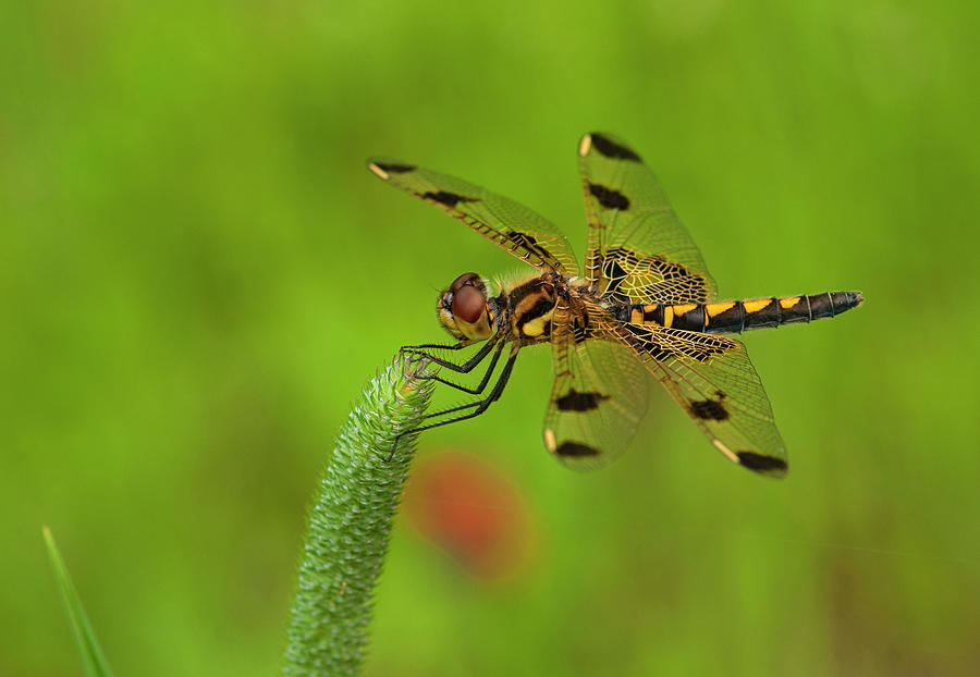 Calico Pennant Photograph by Gerald DeBoer