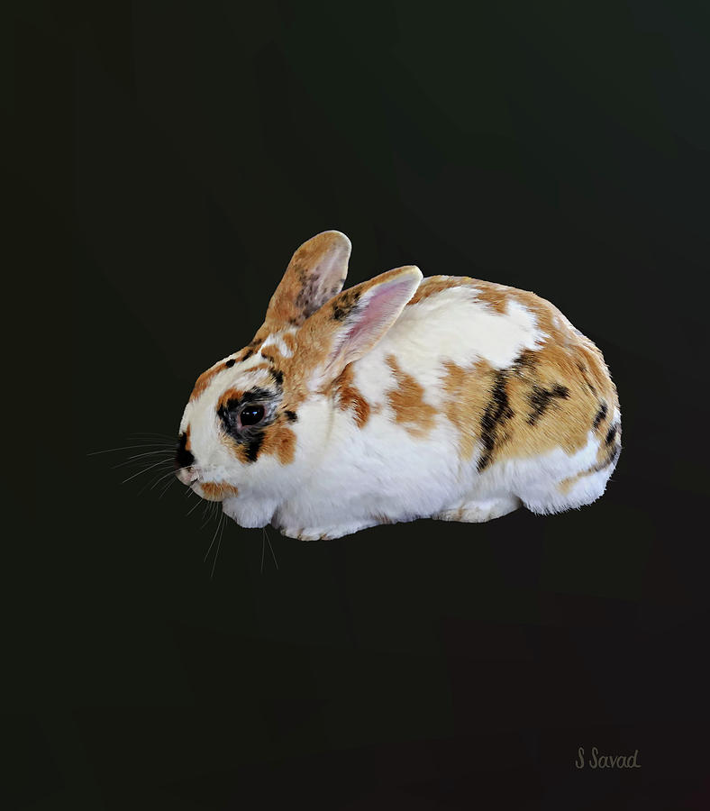 Calico Rabbit Photograph by Susan Savad