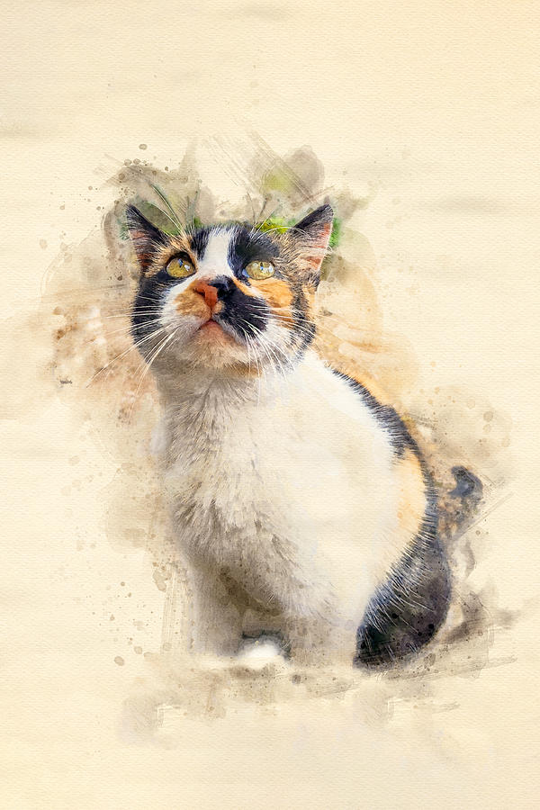 Calico Stray Cat Portrait Digital Art by Luis G Amor - Lugamor