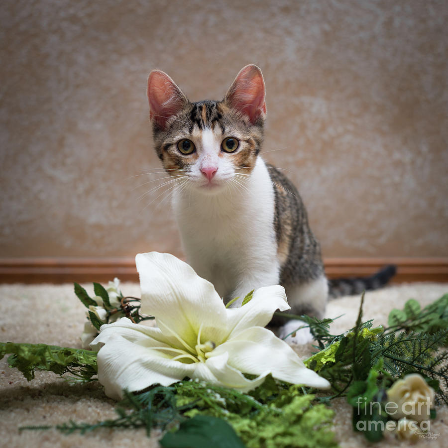 Calico Tabby Kitten Portrait Photograph by Jennifer White
