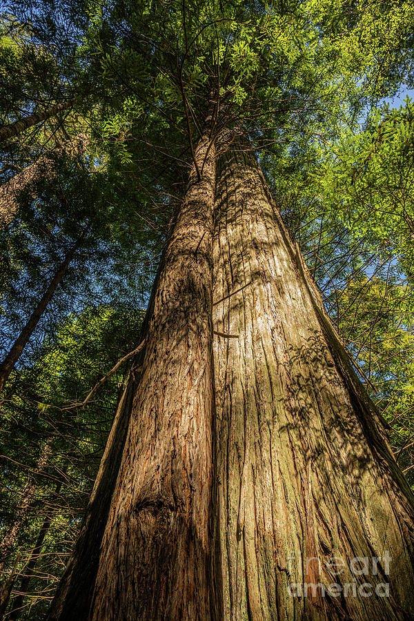 Califonia Redwood Photograph by Daniel Ryan