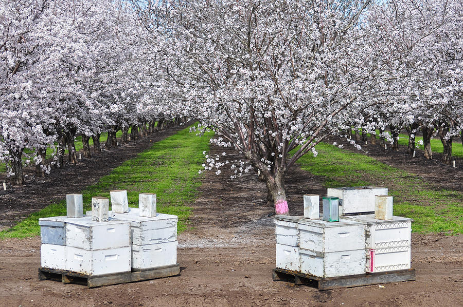 California almond orchard in bloom with beehives lined up in front to aid in pollination of the nuts. Photograph by Barbara Rich