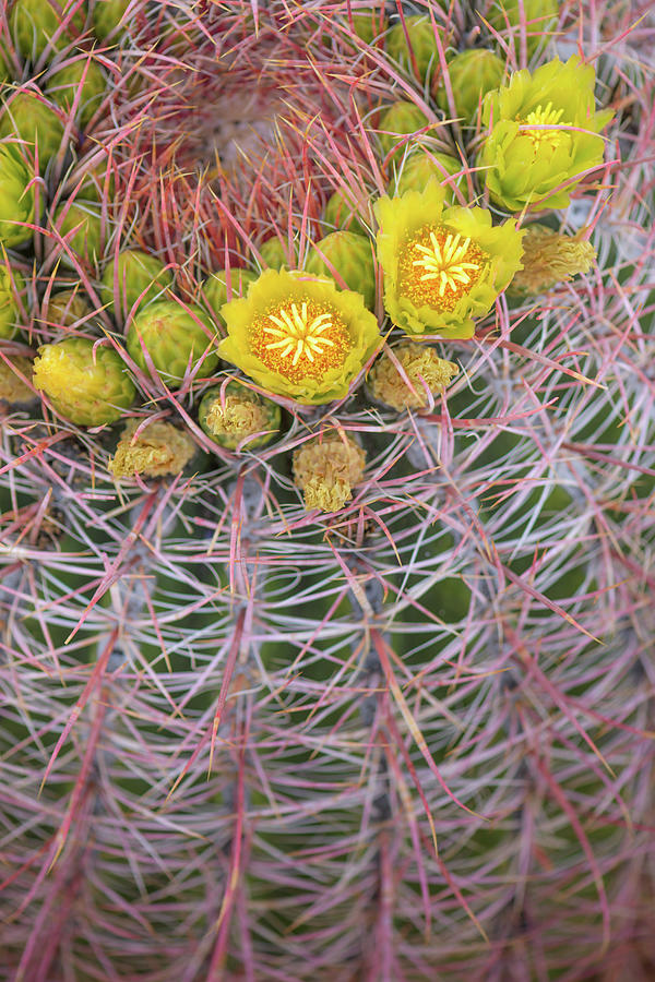 California Barrel Cactus Photograph by Alexander Kunz
