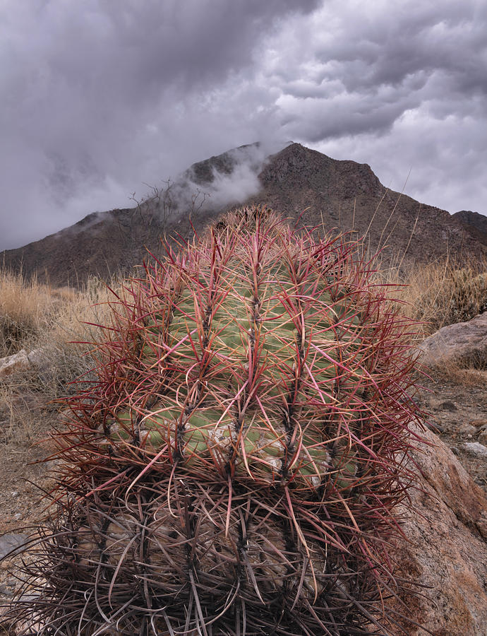 San Diego Photograph - California Barrel Cactus and Clouds by William Dunigan