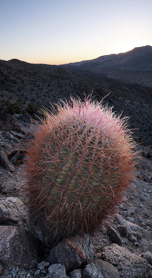 California Barrel Cactus Needles at Sunrise Photograph by William Dunigan