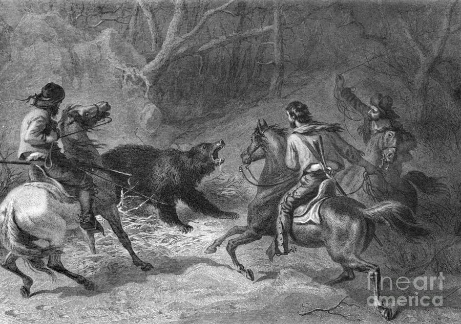 California Bear Hunt, 1874 Drawing by Holl and Darley