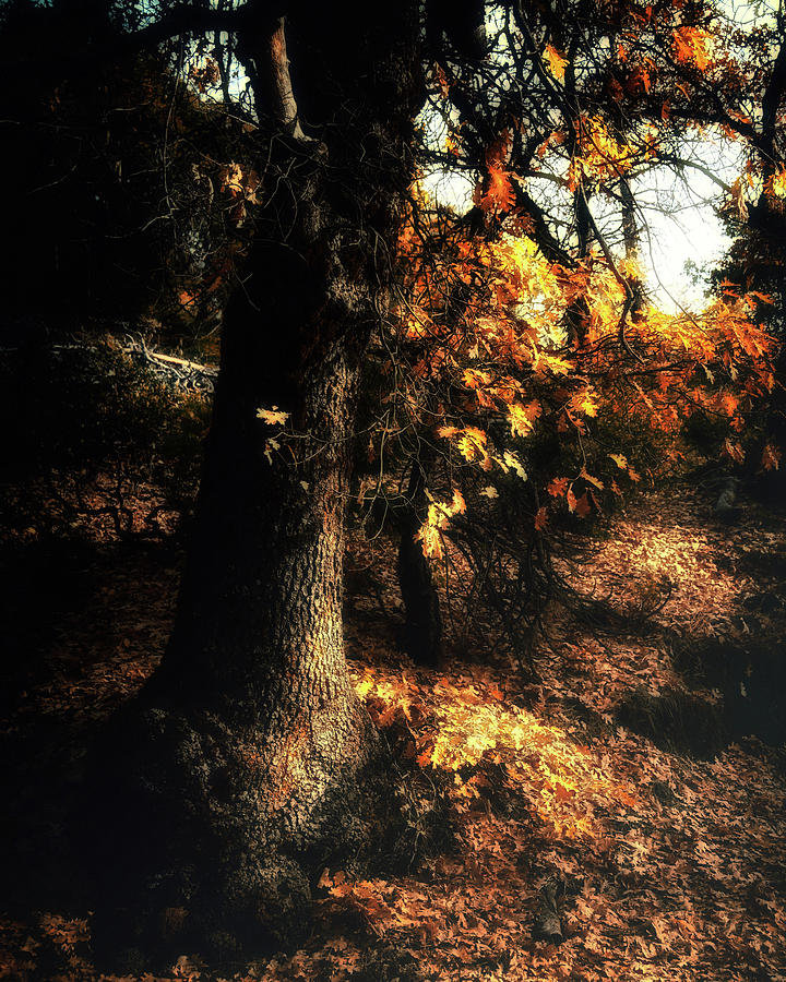 California Black Oak Photograph by Lawrence Knutsson