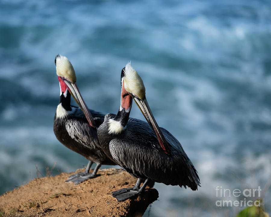 California Brown Pelicans Photograph by Abigail Diane Photography