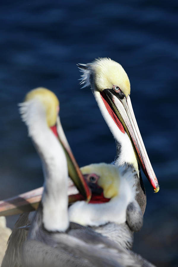 Pelican Photograph - California Brown Pelicans in the Sun by Thomas Morris