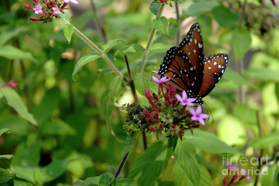 California Butterfly Photograph