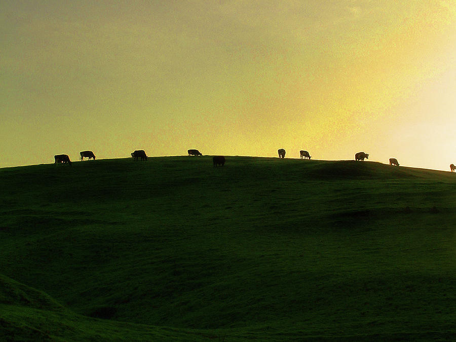 California Coast Cows at Sunset Photograph by Wayne King