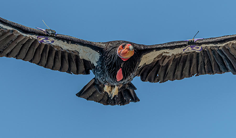 California Condor #46 Close Up In Flight Photograph by Morris Finkelstein