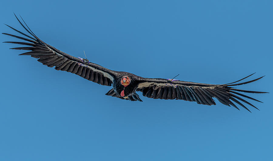 California Condor #46 Flight Photograph by Morris Finkelstein