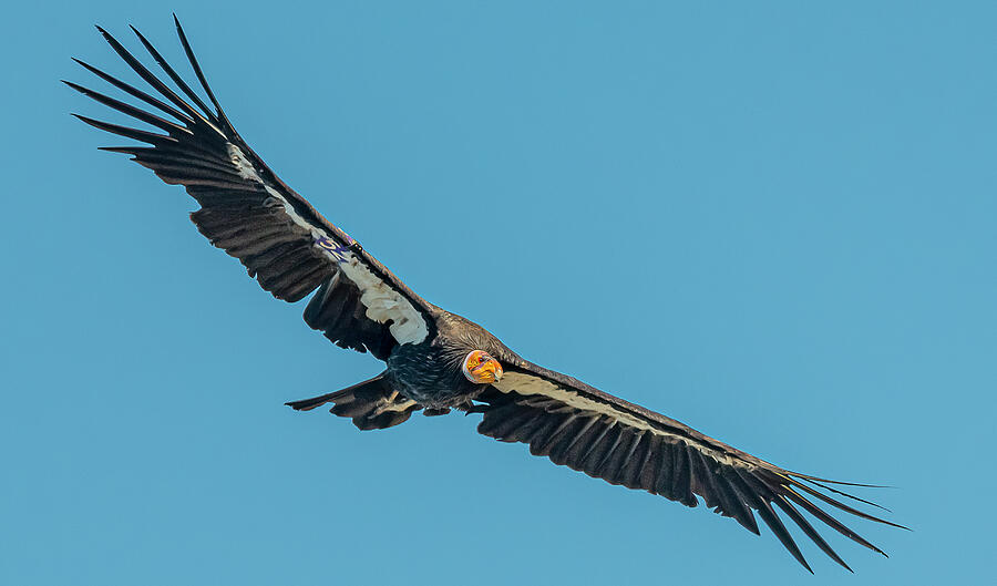 California Condor #52 Flight Photograph by Morris Finkelstein