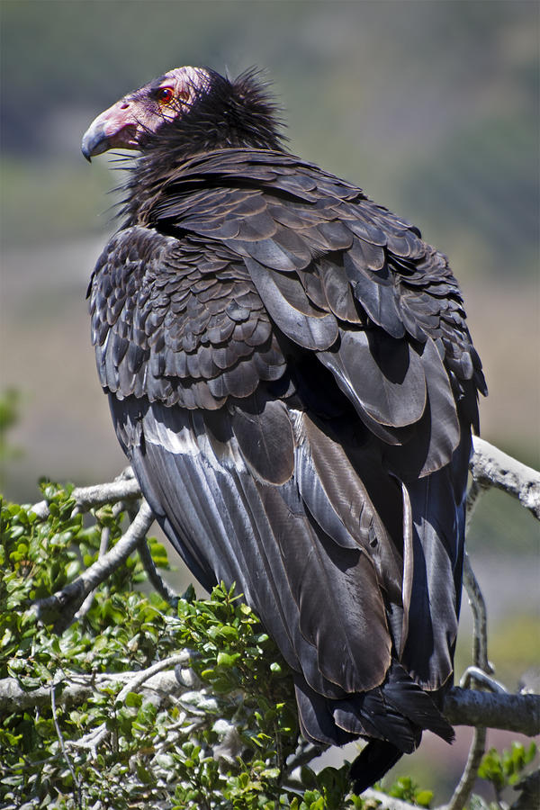 California condor  Gymnogyps californianus Photograph by NNehring